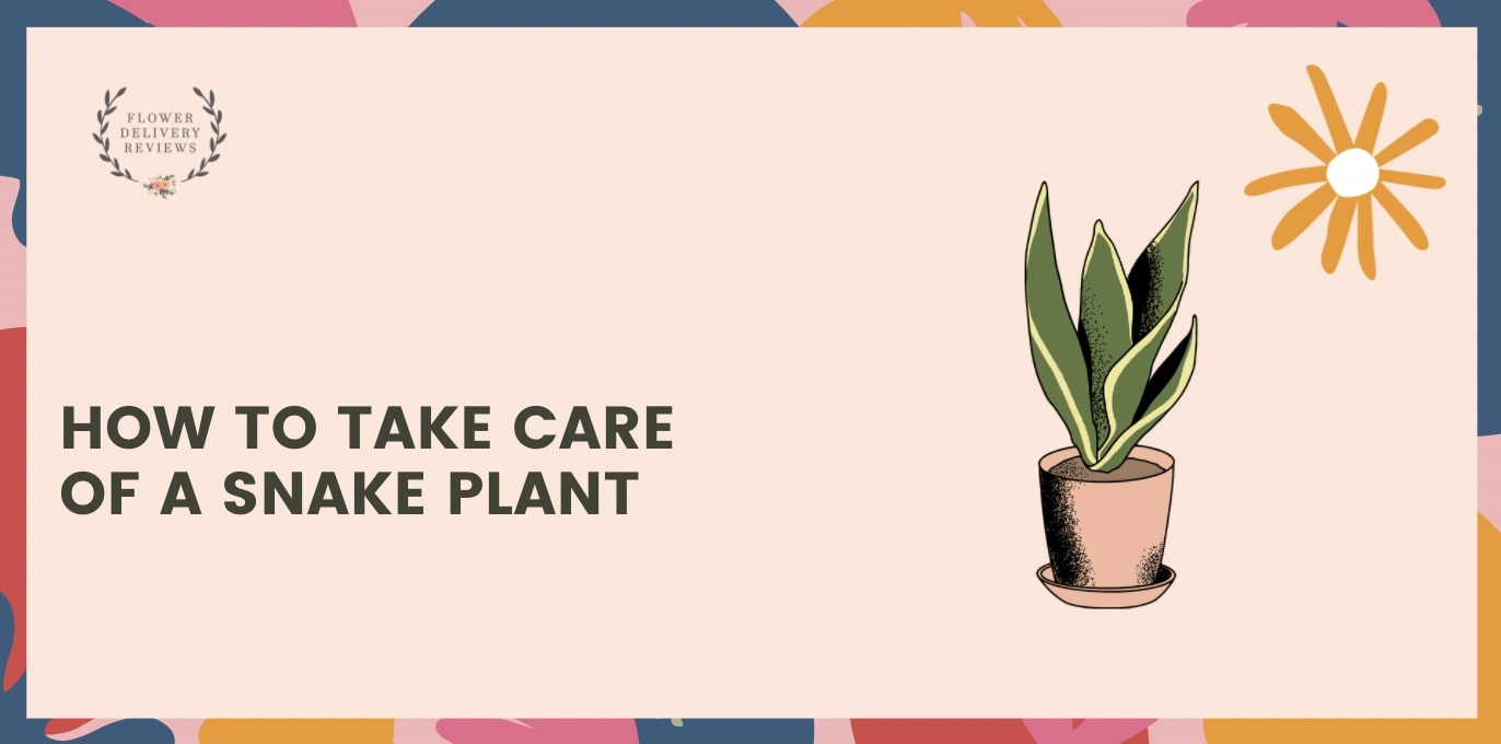 How to Take Care of a Snake Plant