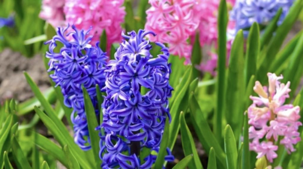 Hyacinth