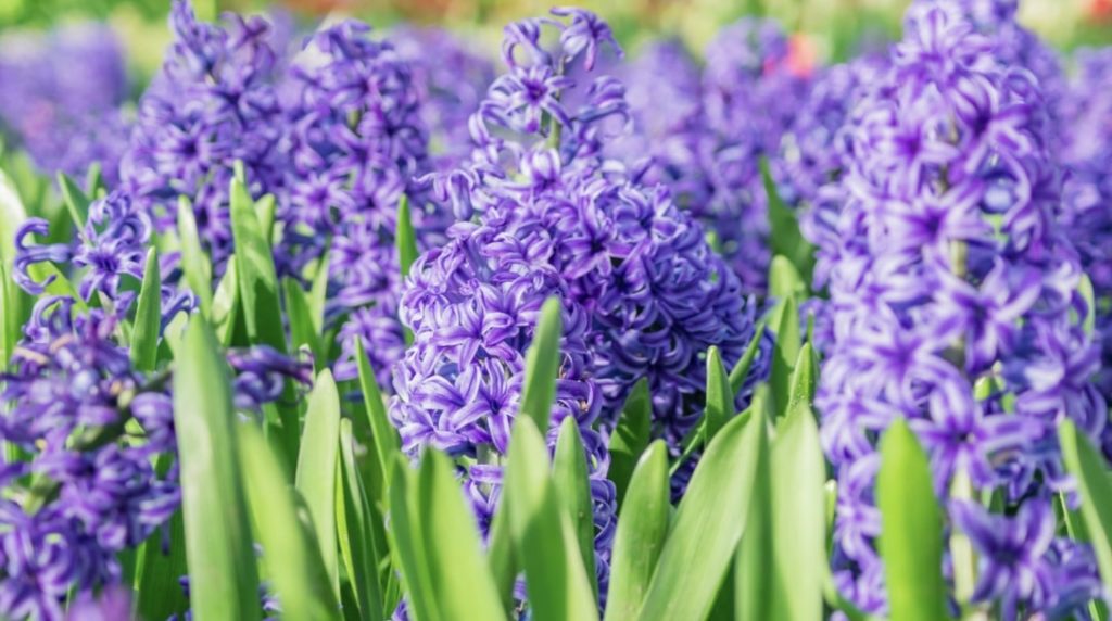 Hyacinths