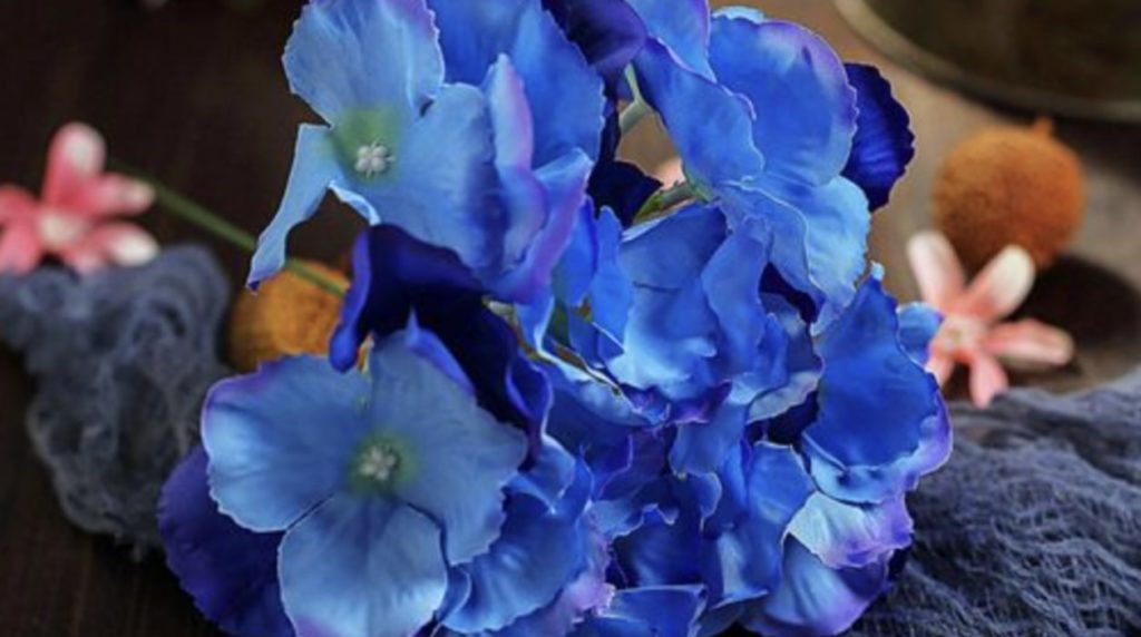 Hydrangea