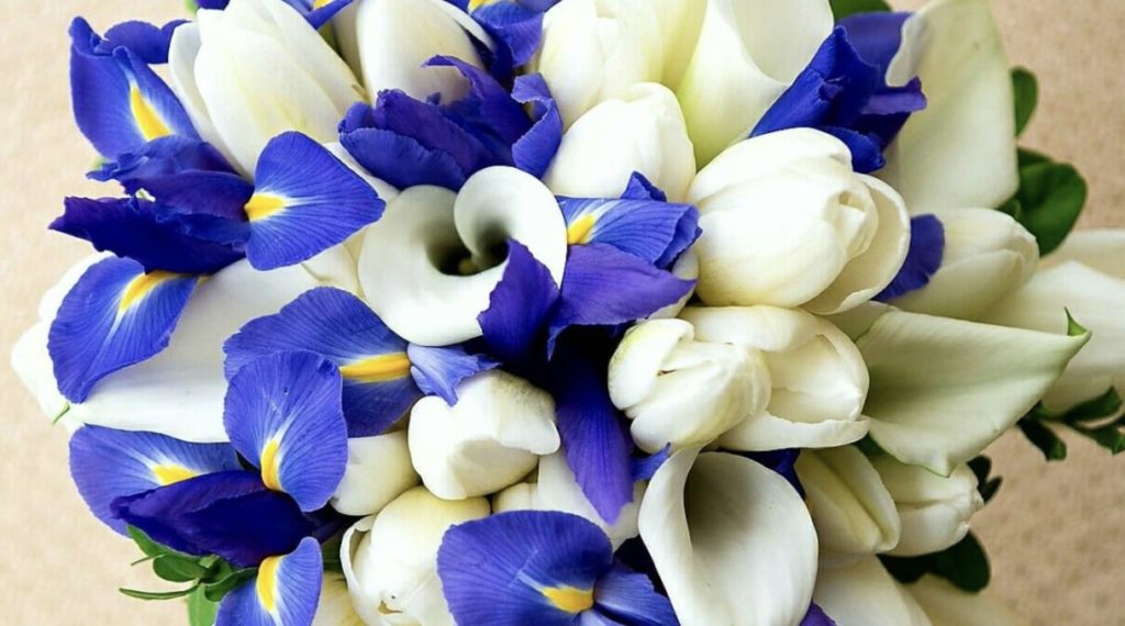Irises