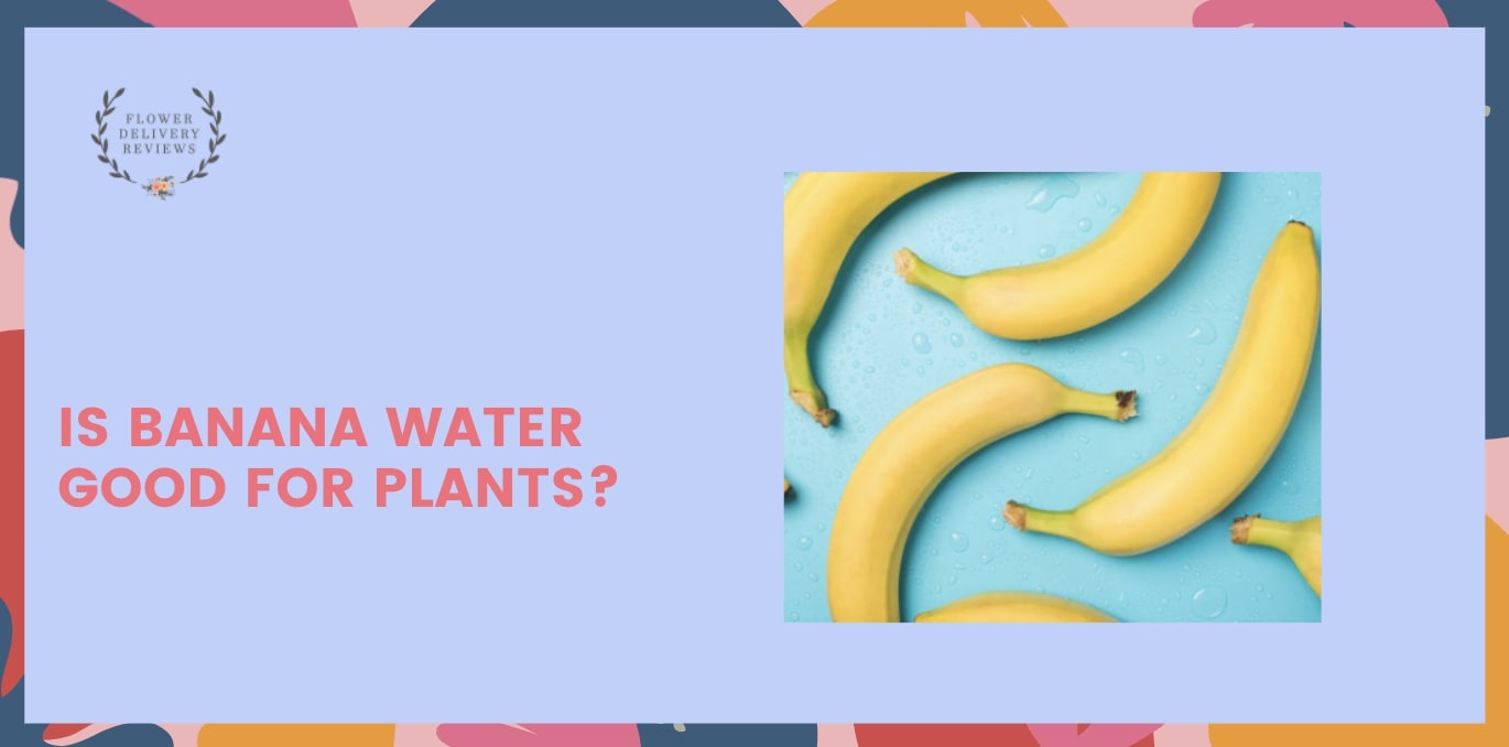 Is banana water good for plants