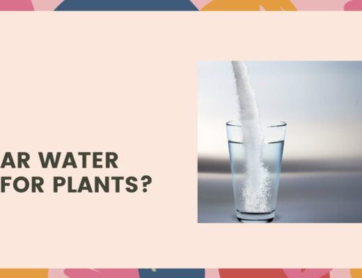 Is sugar water good for plants?