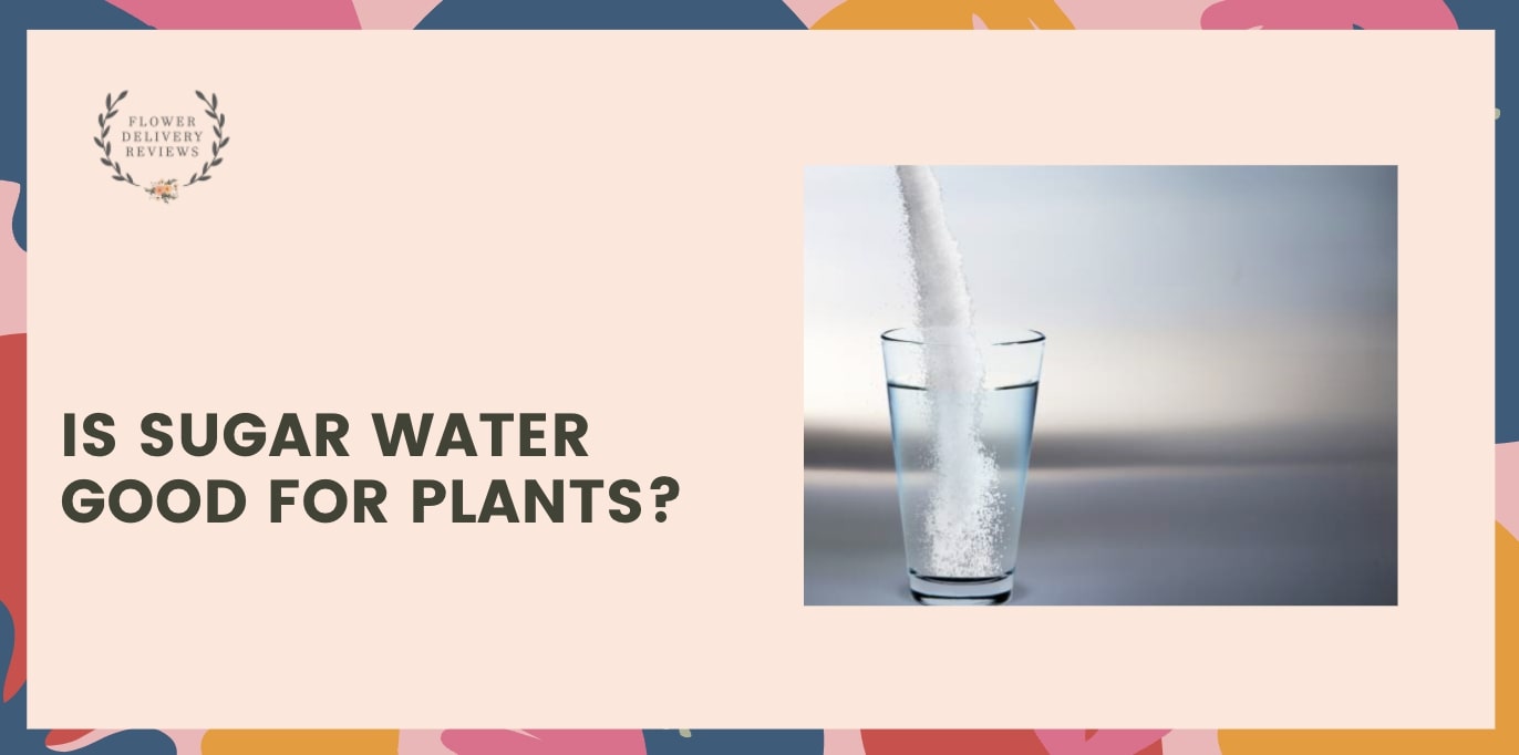 Is sugar water good for plants