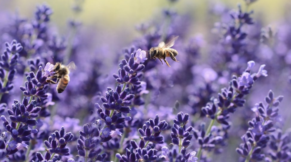 Lavender