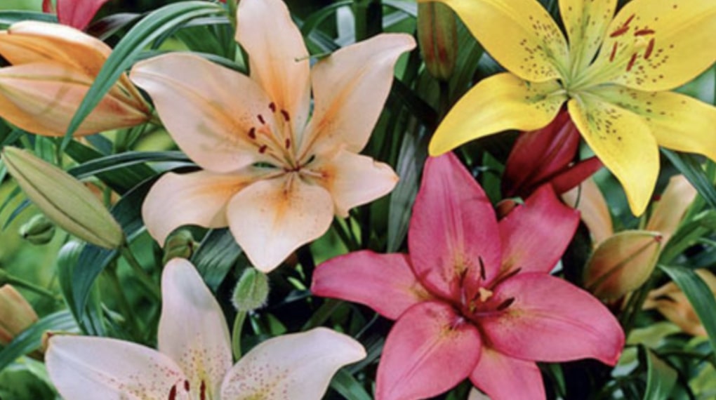 Lilies