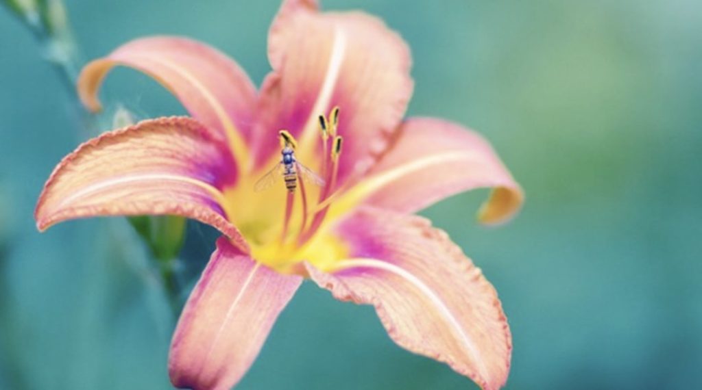 Lilies