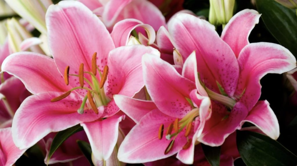 Lilies