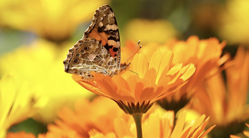 Marigolds