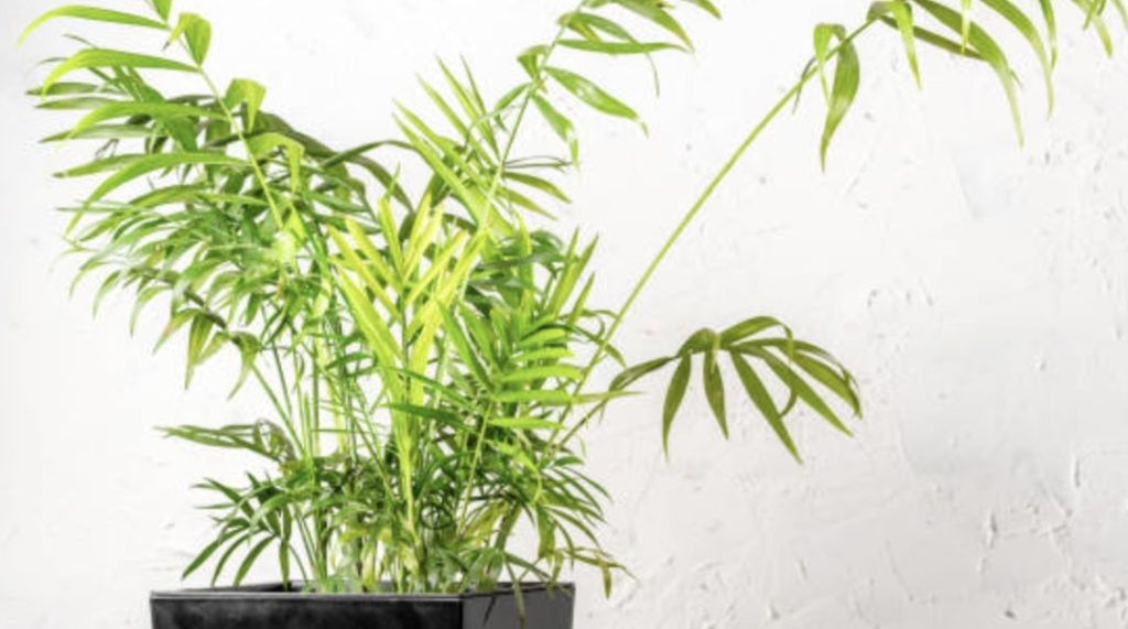 Neanthe Bella Palm