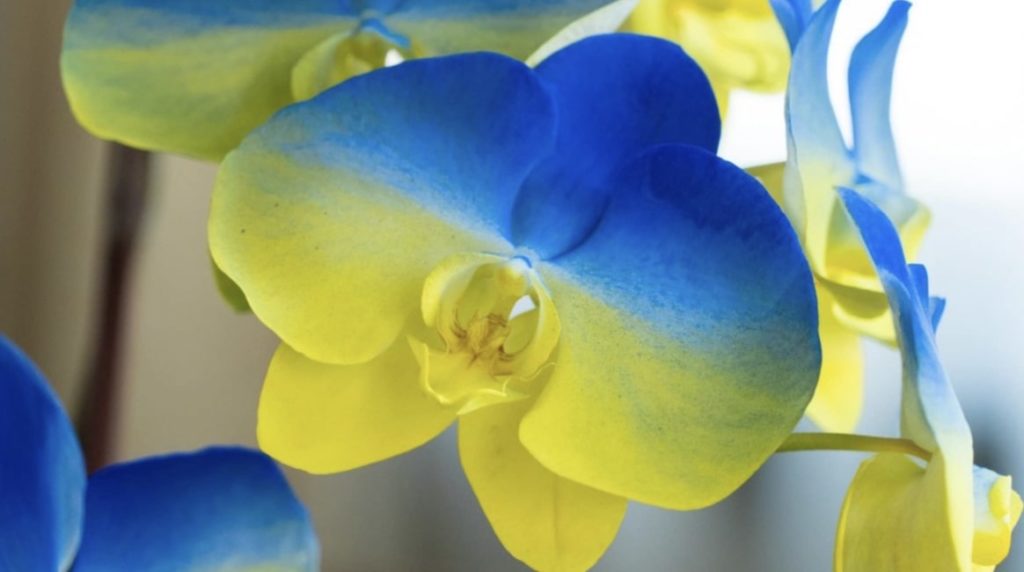 Orchid