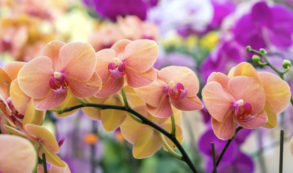 Orchids