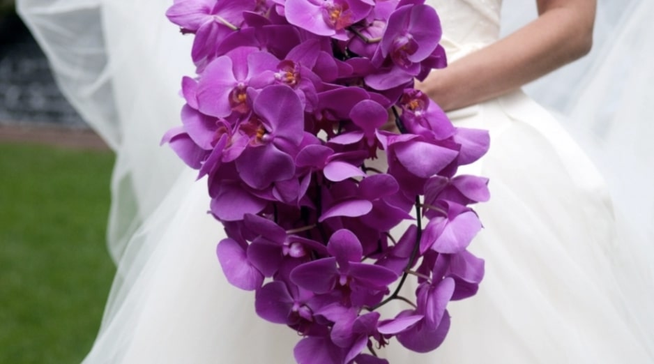 Orchids