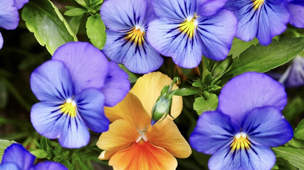 Pansies