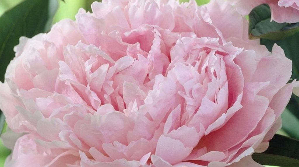 Peonies