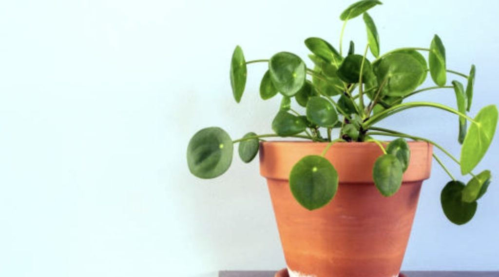 Pilea Peperomioides