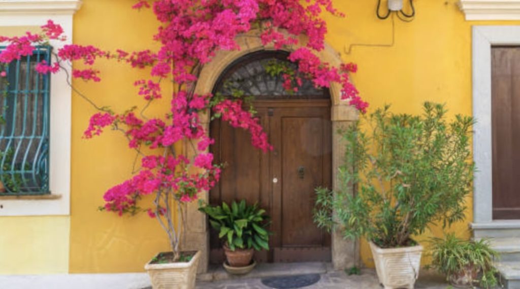 Plant Italian flowers or plants
