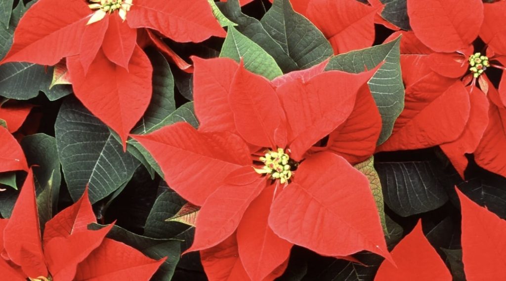 Poinsettias