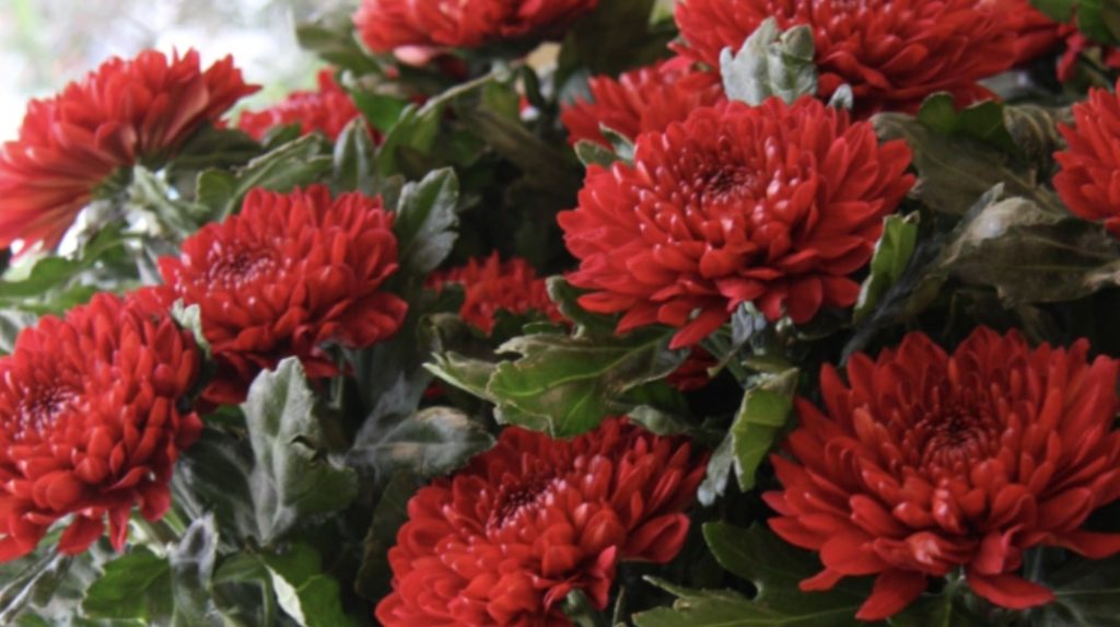 Red Chrysanthemums