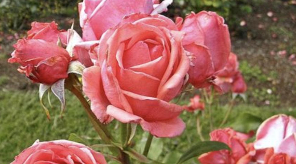 Roses