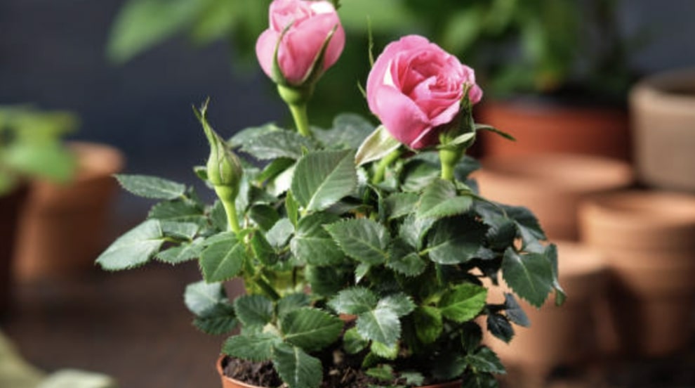 Roses in Small Pots