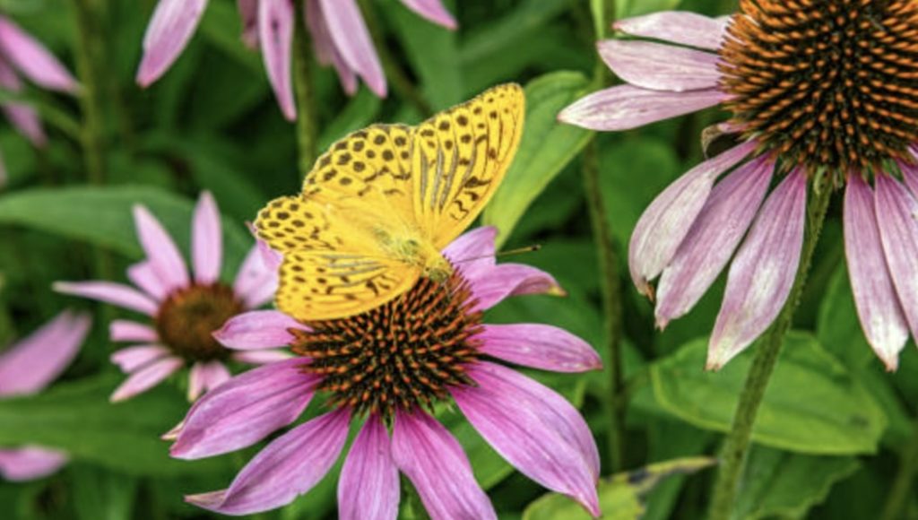 Select the right plants