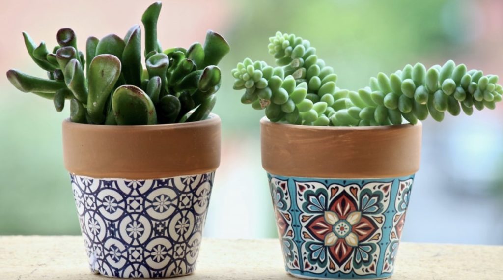 Signs Your Dog Has Eaten a Succulent