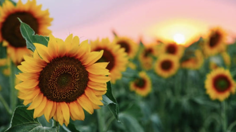 Sunflowers