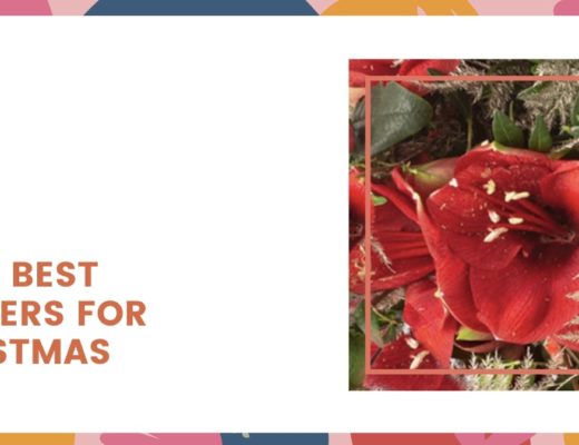 The 4 Best Flowers for Christmas