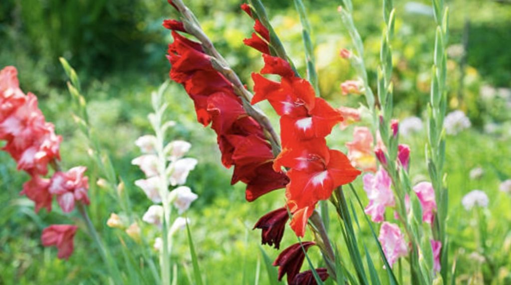 The Meaning of Gladioli