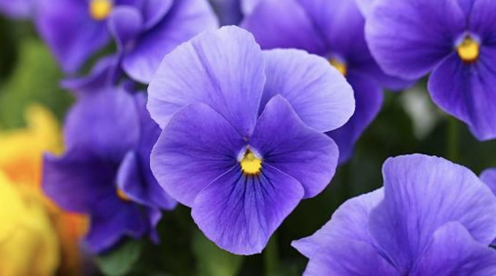 The Meaning of Purple Flowers