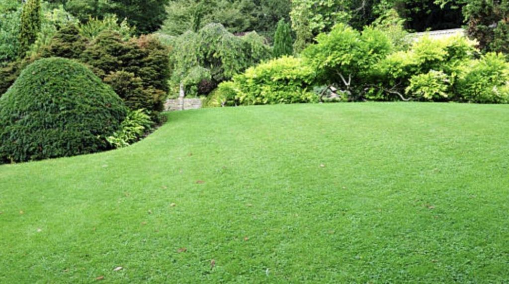 Trim your lawn regularly