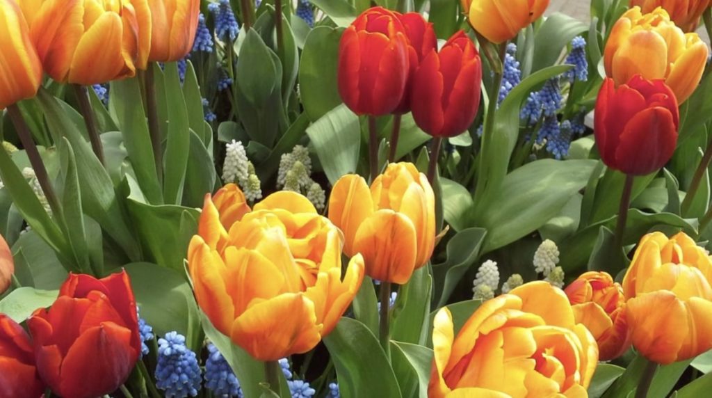 Tulips