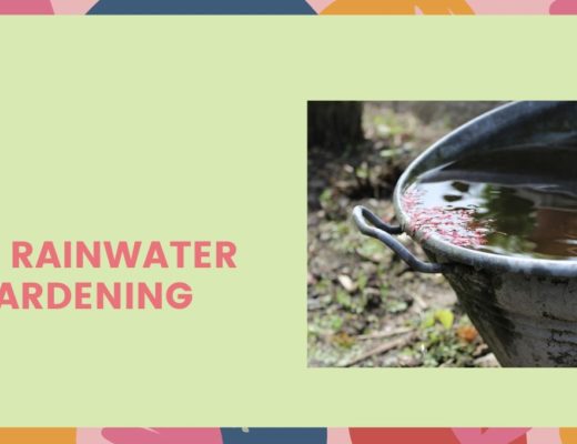 Using Rainwater for Gardening