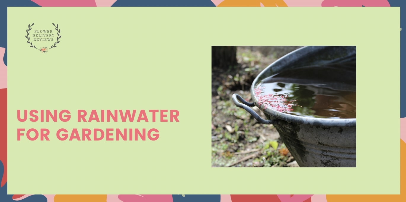 Using Rainwater for Gardening