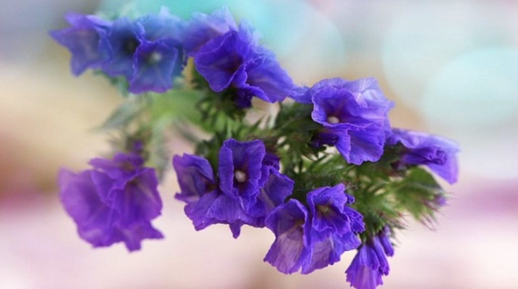 Violet or Purple Statice