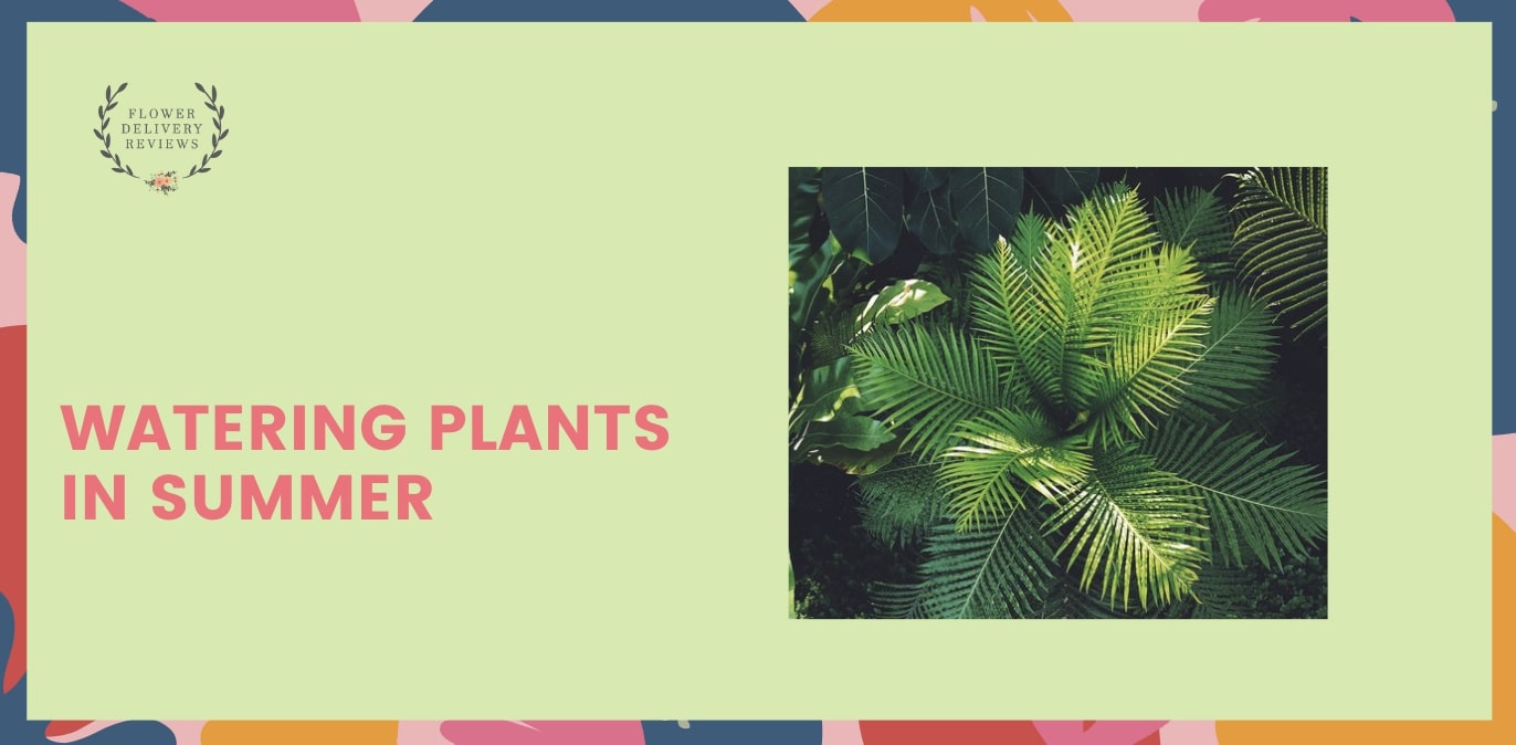 Watering Plants in Summer