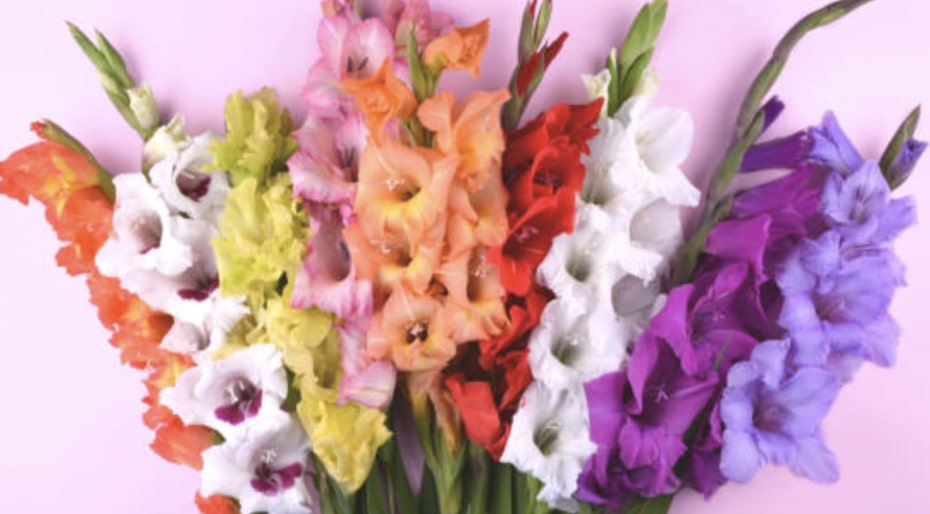 When to Give a Gladiolus Flower