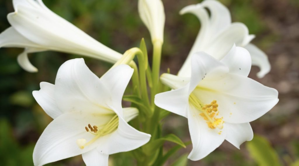 White Lilies