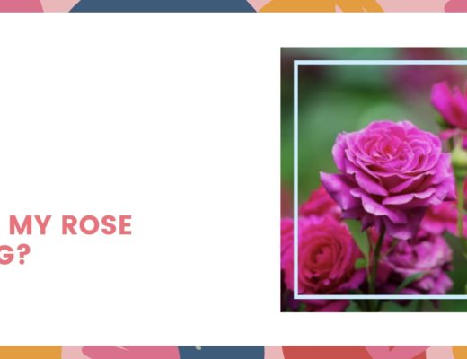 Why Is My Rose Wilting?