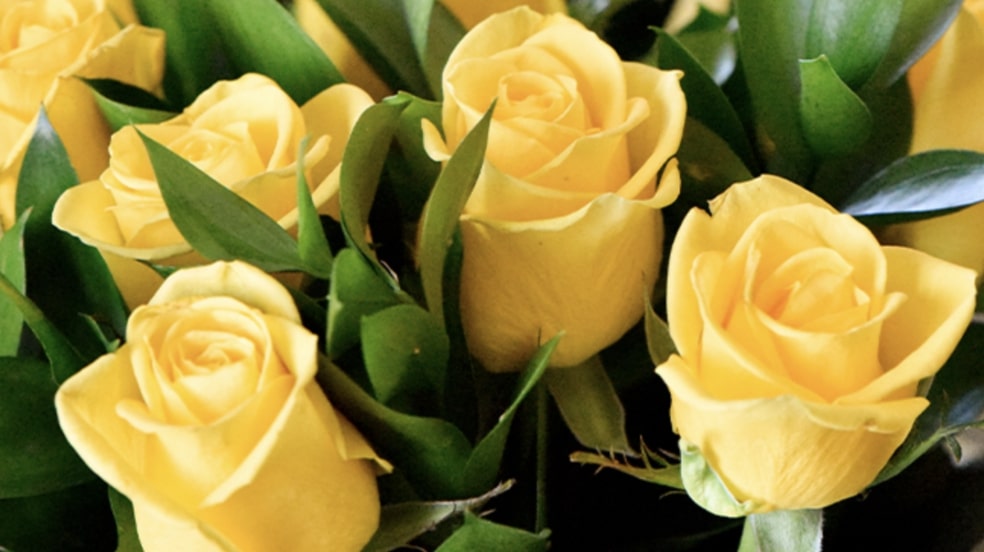 Yellow Roses