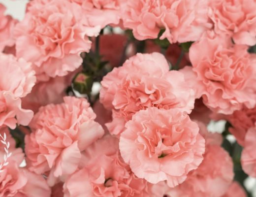 The 5 Best Options for Flower Delivery in Decatur, GA