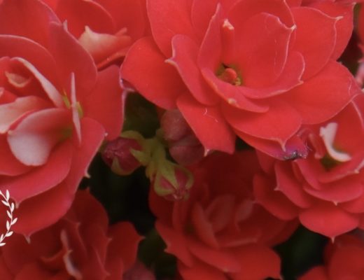 The 5 Best Options for Flower Delivery in Florence, SC