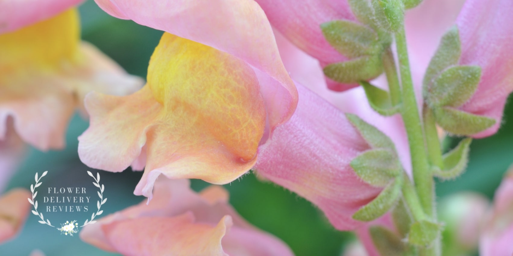 5 Best Options for Flower Delivery in Great Falls, MT