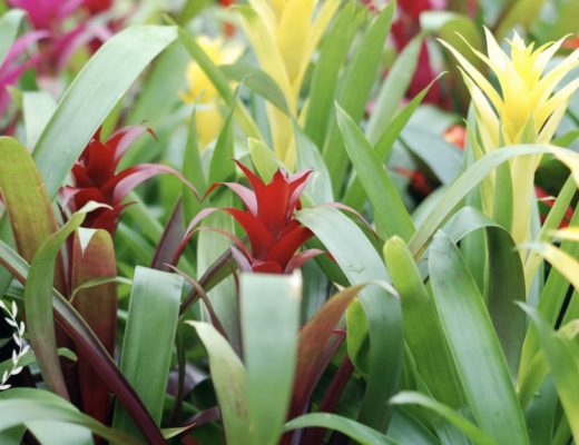5 Best Options for Flower Delivery in Hayward, CA