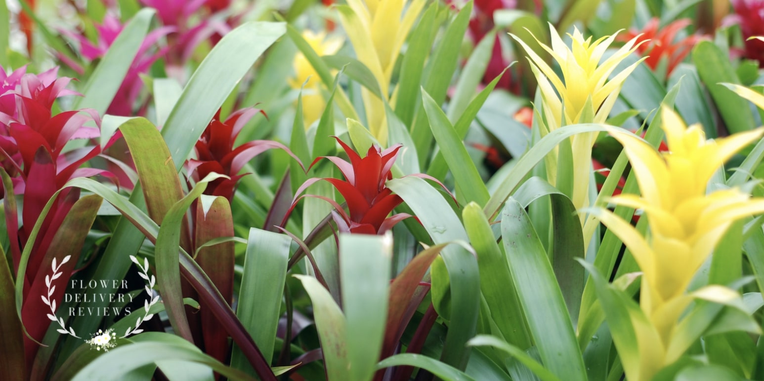 5 Best Options for Flower Delivery in Hayward, CA