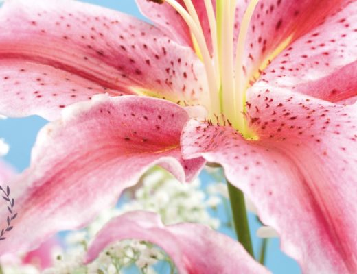 <strong>The 5 Best Shops for Flower Delivery in Janesville, WI</strong>