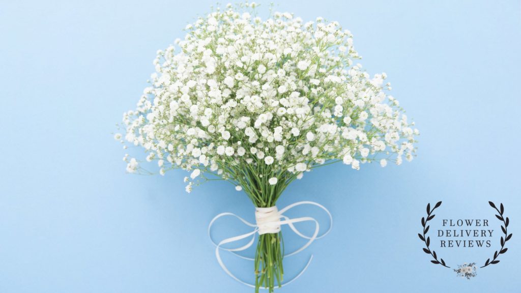 Baby’s Breath (Gypsophila)