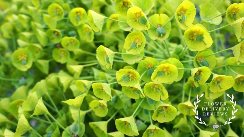 Bells of Ireland