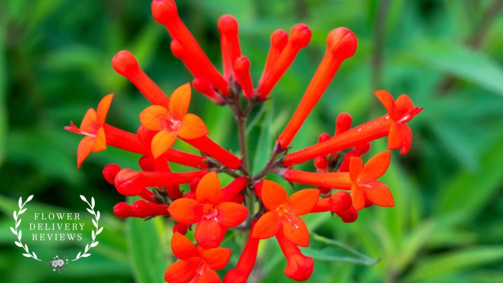 Bouvardia
